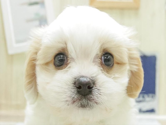 静岡県のハーフ犬・ミックス犬 (ペッツワン浜松雄踏店/2024年1月27日生まれ/男の子/ホワイトレッド)の子犬